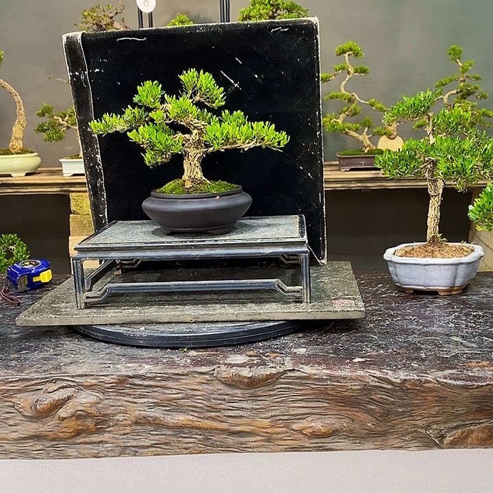 黄杨盆景四季常青不落叶