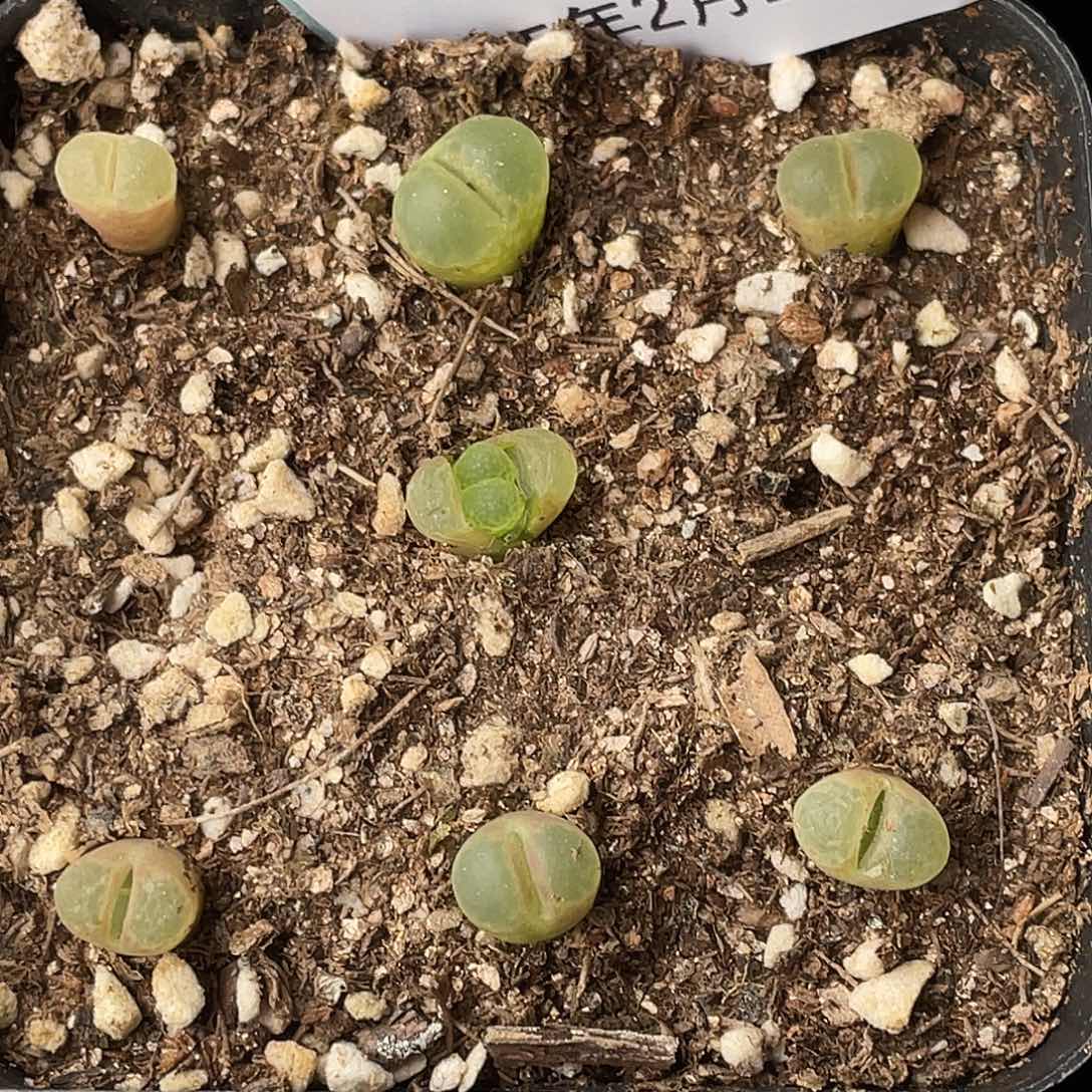 22-80樱花风铃多肉植物