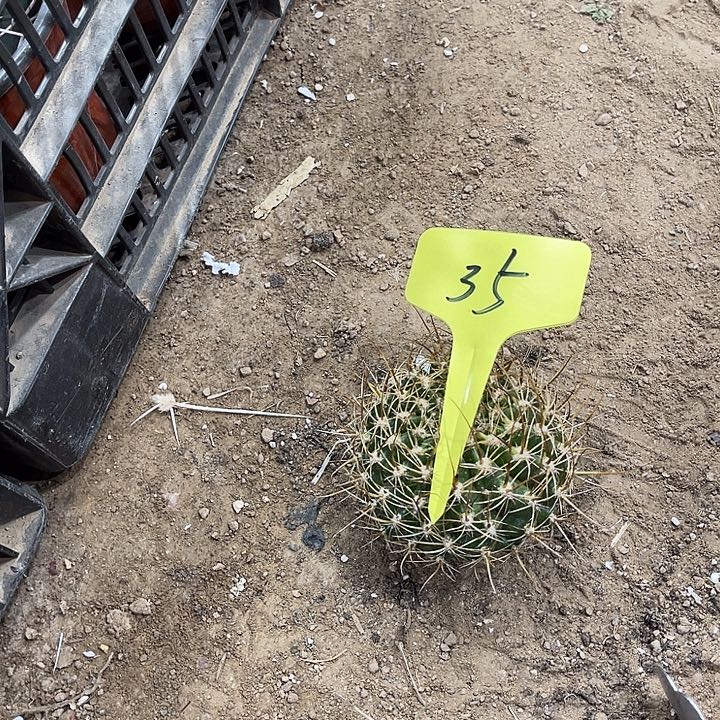 世界小姐侧芽35号