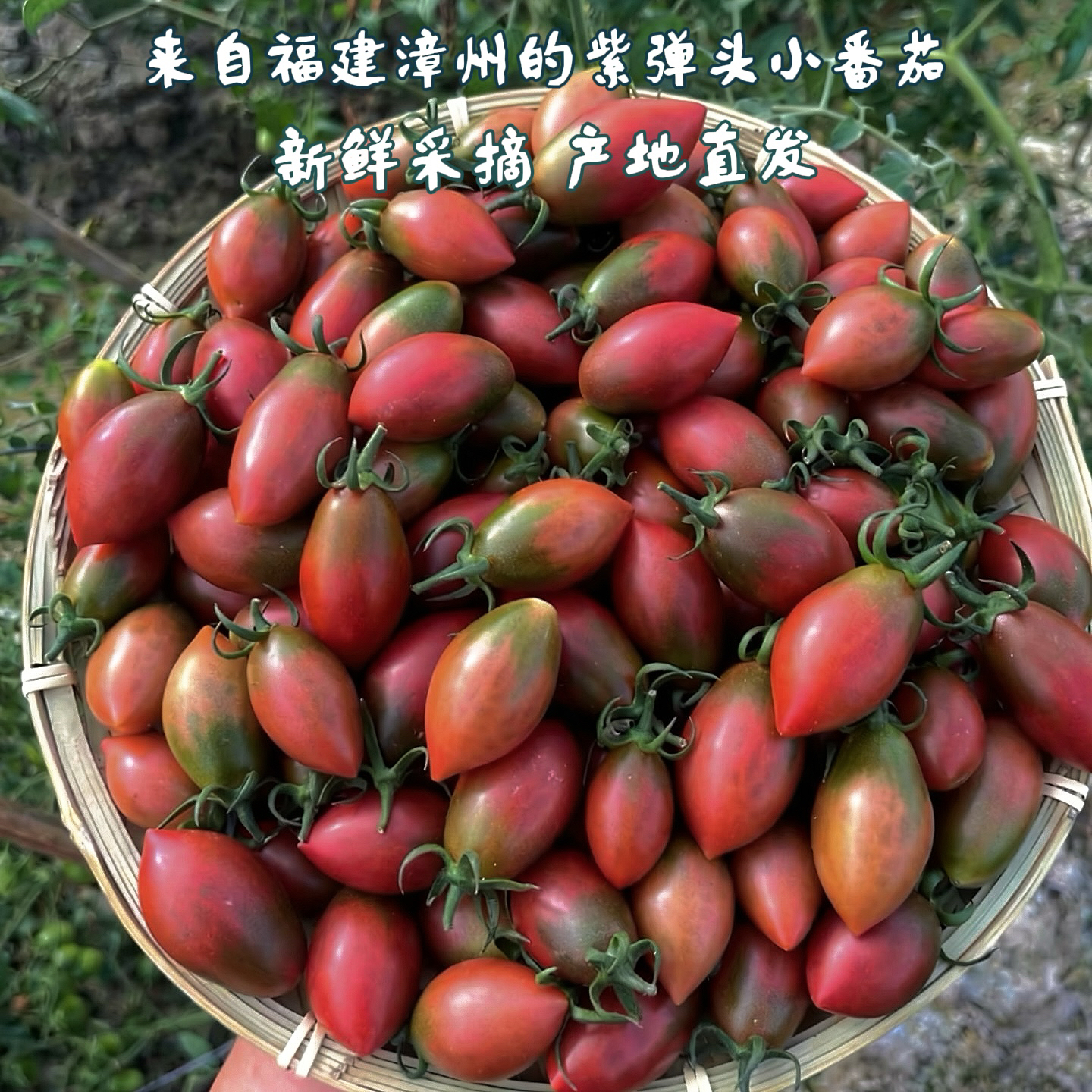 【京东到家】紫弹头小番茄圣女果新鲜樱桃柿子西红柿水果蔬菜酸甜