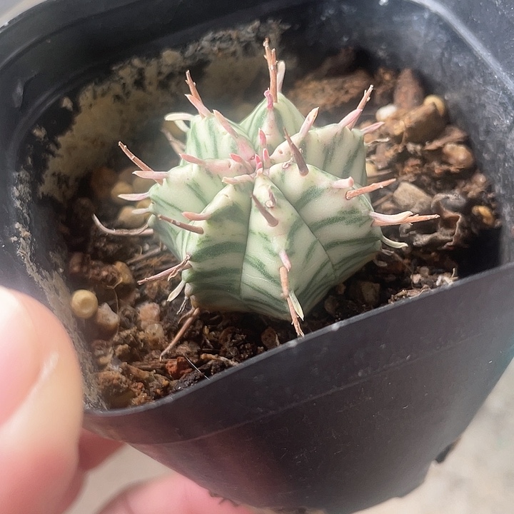 邦马锦仙人球一颗