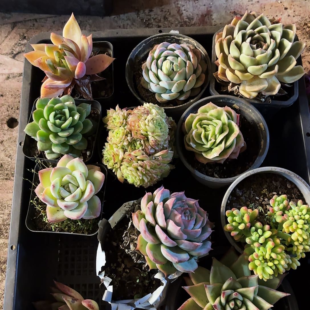 多肉植物宽拍795号