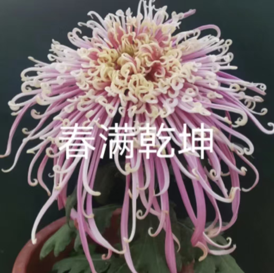 春满乾坤，2棵菊花小苗，穴盘苗。