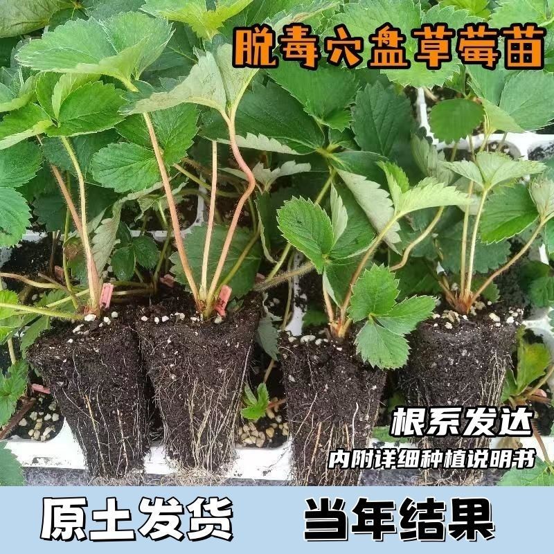 草莓苗基质穴盘新苗奶油丹东红颜天使淡雪白草莓黑珍珠包活包对版