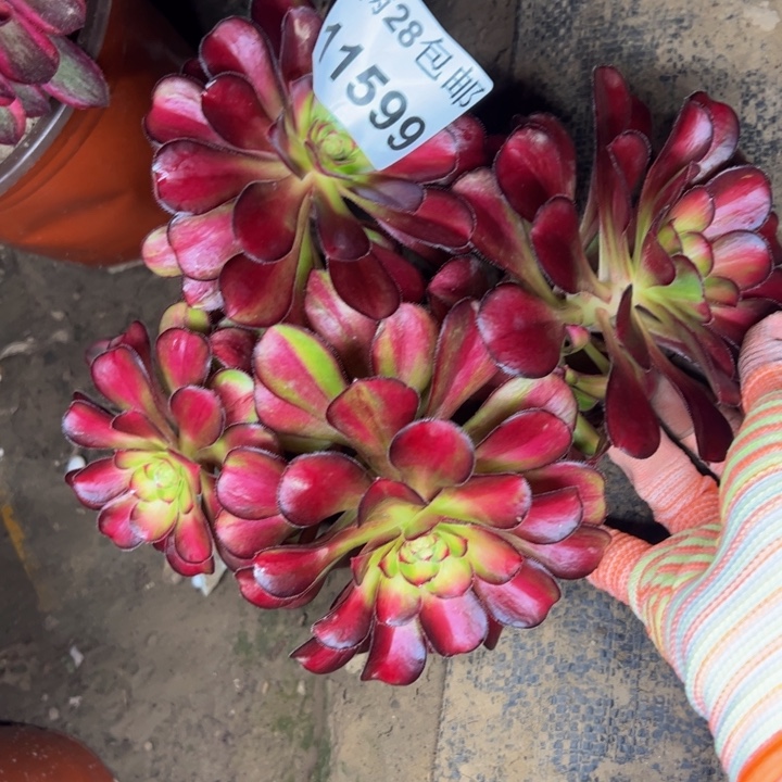 11599无根多肉植物