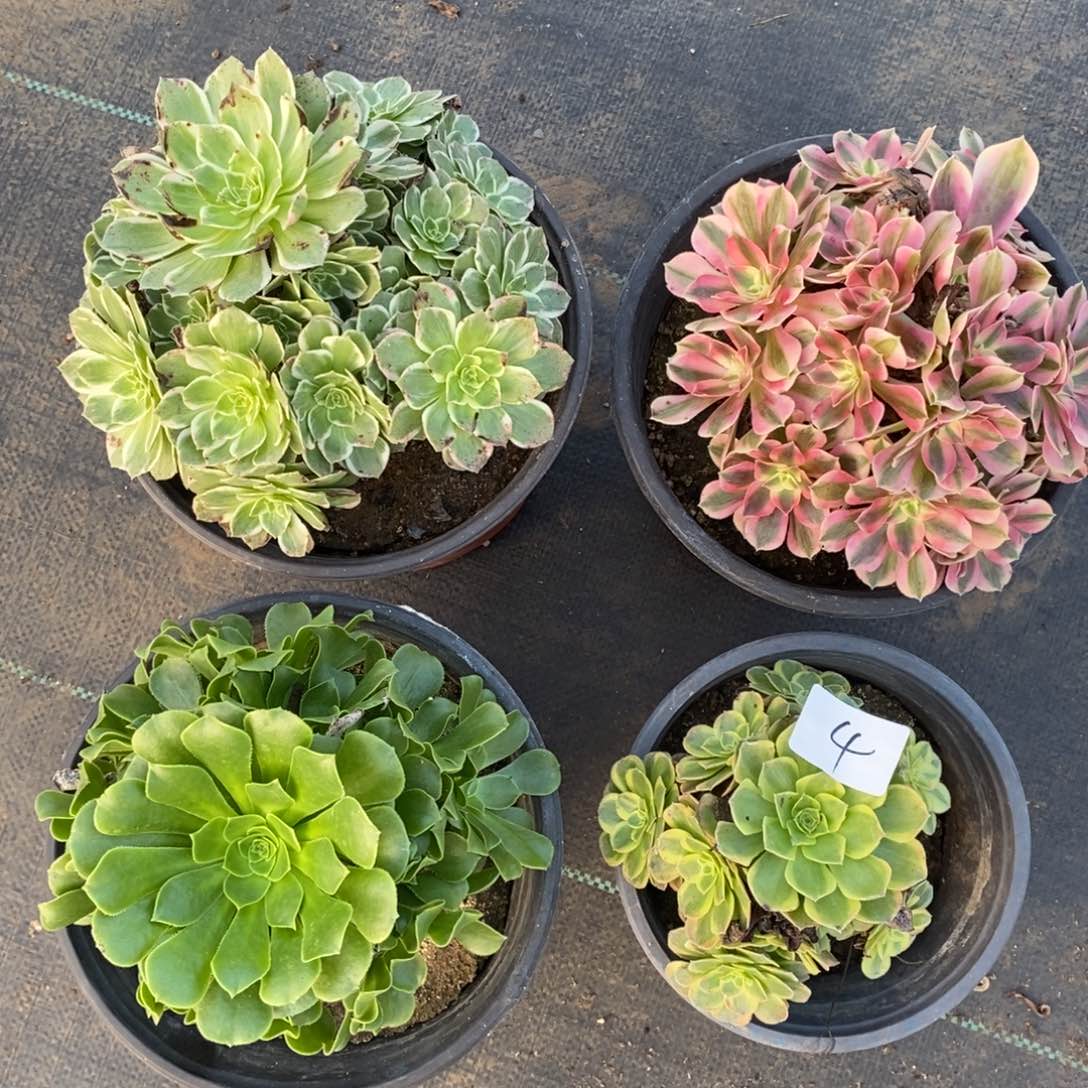 多肉植物组合拼盘4