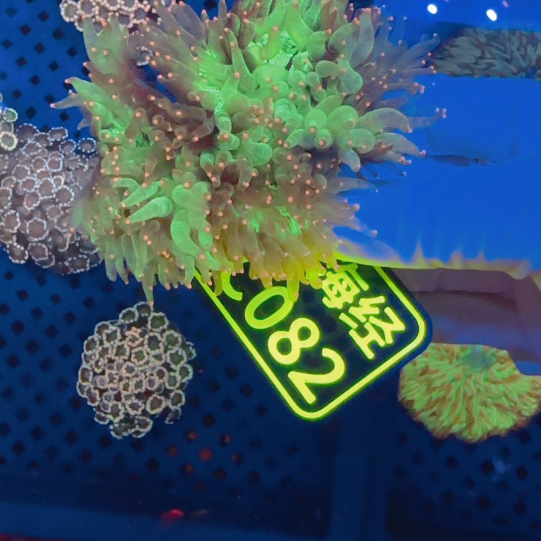 籼***纽扣珊瑚晓晓不包邮尼罗河C082