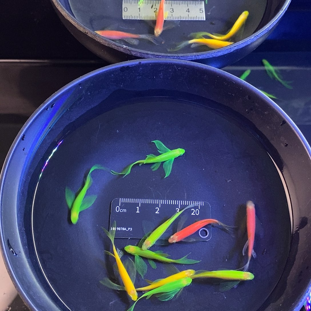 斑马鱼蝶翼斑马4色混10个➕1备损共11个