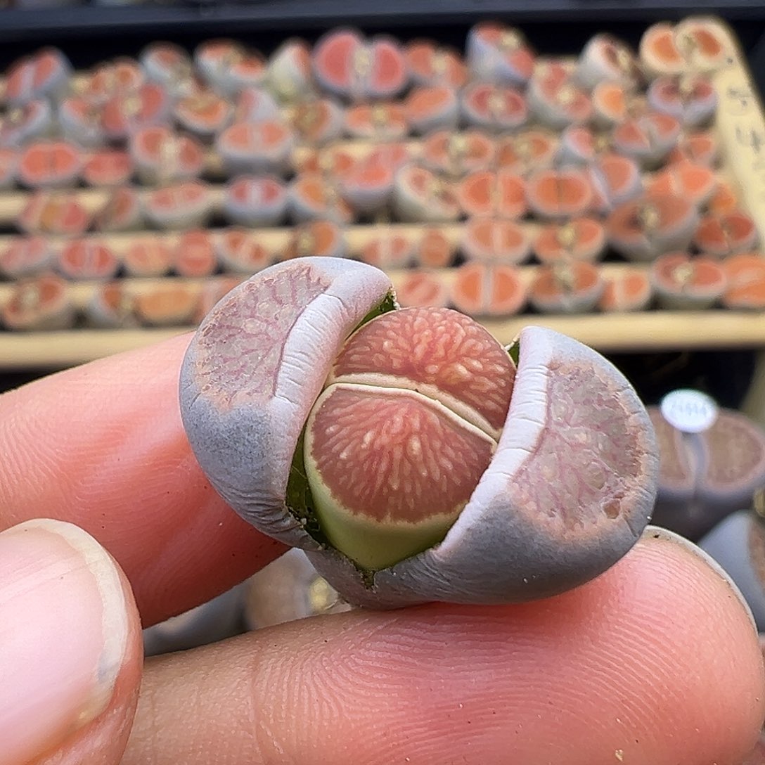 系****！1520菊奶奶后代福利炸