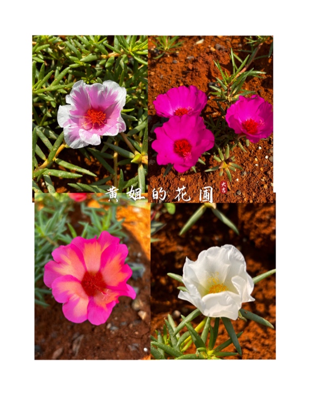 『黄姐的花圃』针叶大花单瓣太阳花无根枝条一箱（颜色随机发）