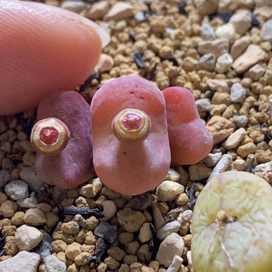 好看好看好看的吕杂一颗