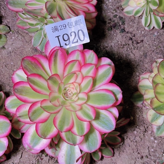 1920荔枝多肉植物