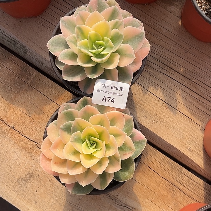 你***安星娜塔锦，一物一拍