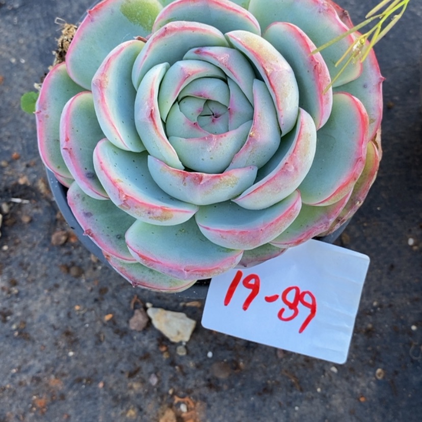 【闪购商品】?****?多肉植物