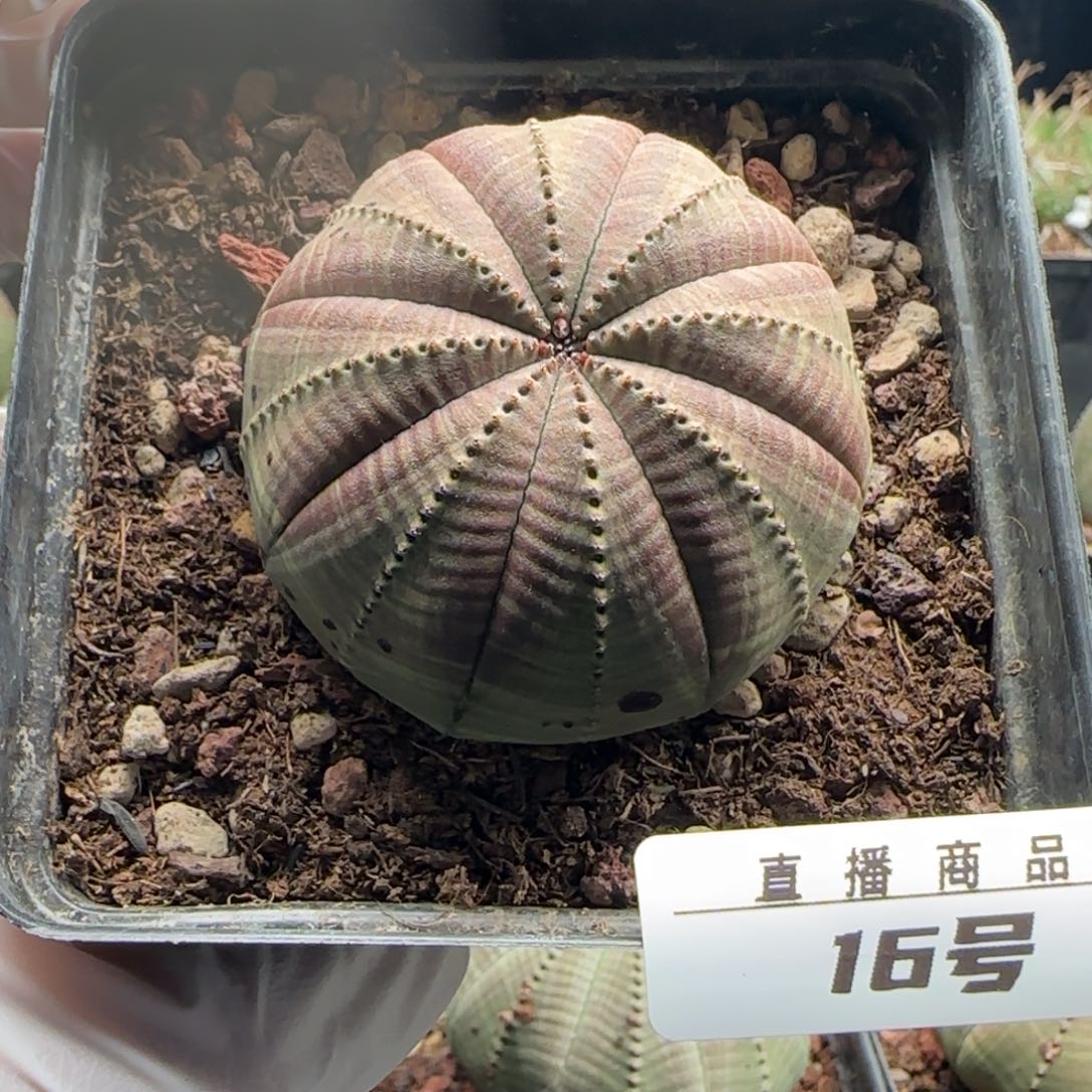 16号欧系布纹球，实生，尺寸（5.5）厘米带盆