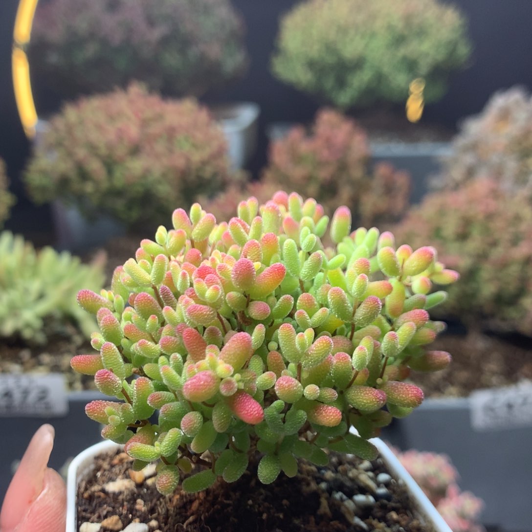 c495蜜橘糖球枝干番杏