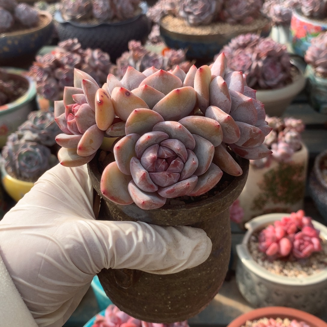 无花朵哈哈哈哈哈哈哈哈哈3