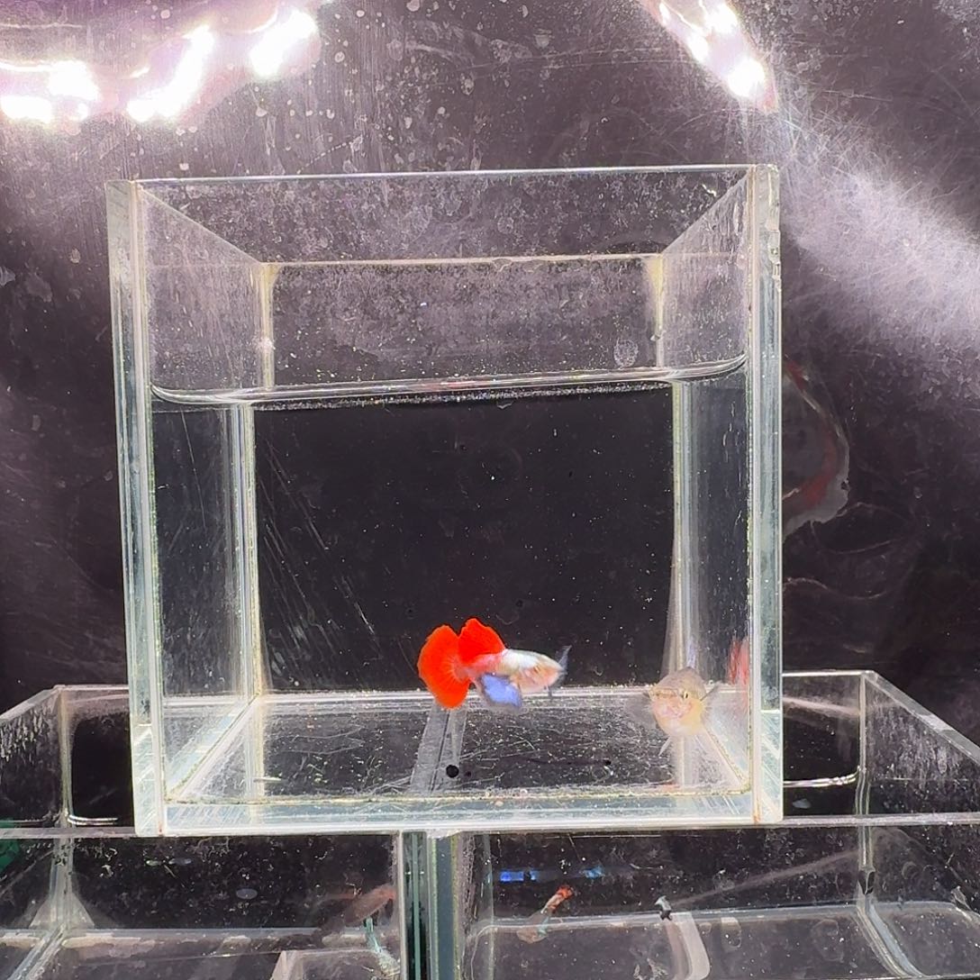 孔雀鱼鎏金花蝴蝶1对