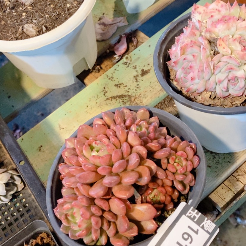 【闪购商品】红宝石16165