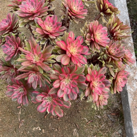 多肉植物粉霞锦。