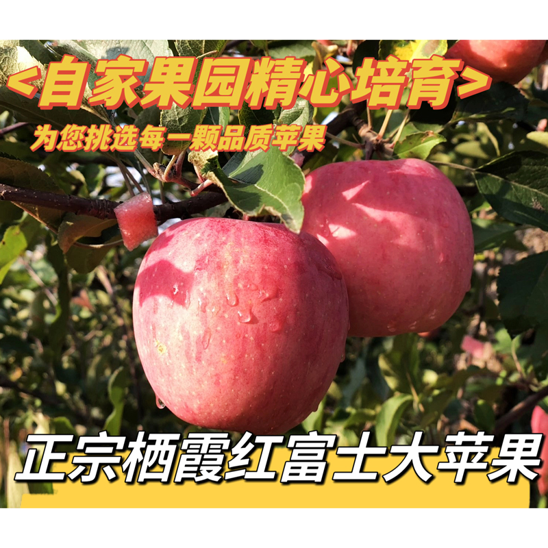 红富士苹果 山东烟台栖霞苹果爽口新鲜香甜多汁5斤/10斤/20斤