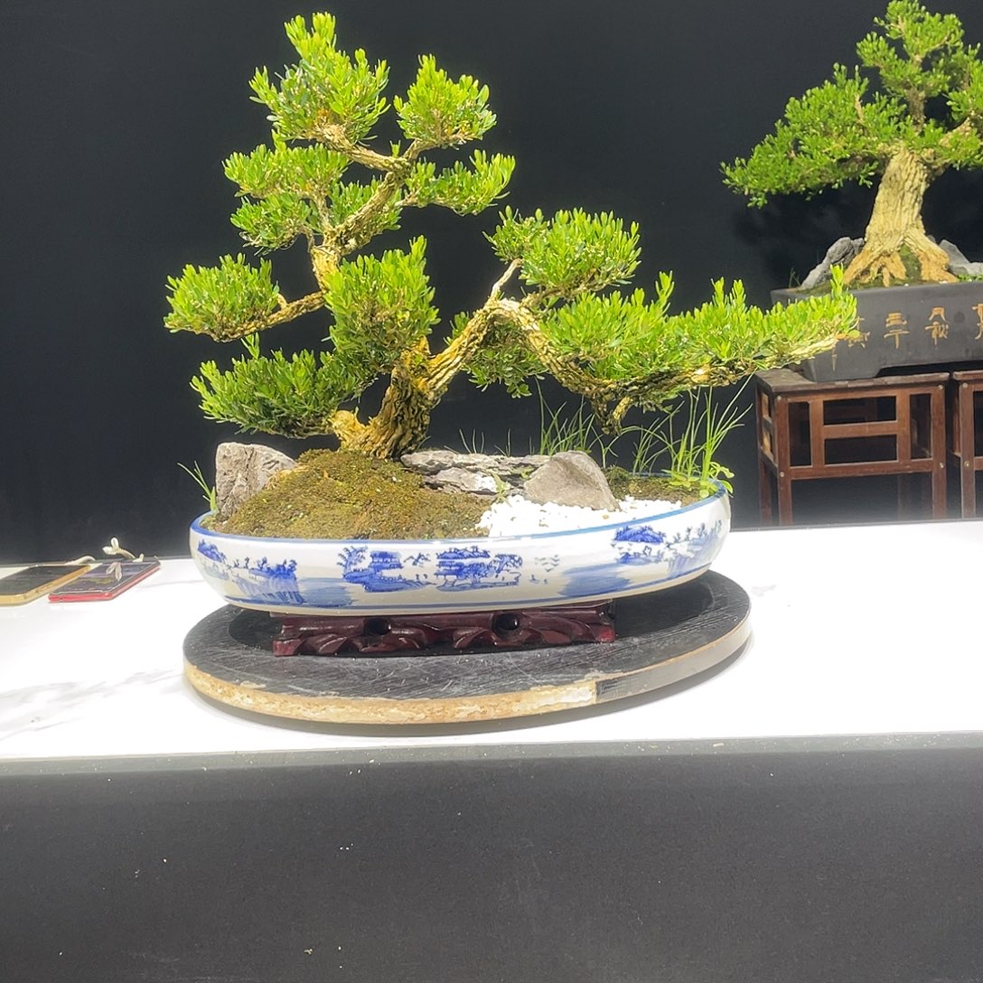 当前无花栽培后可以开花