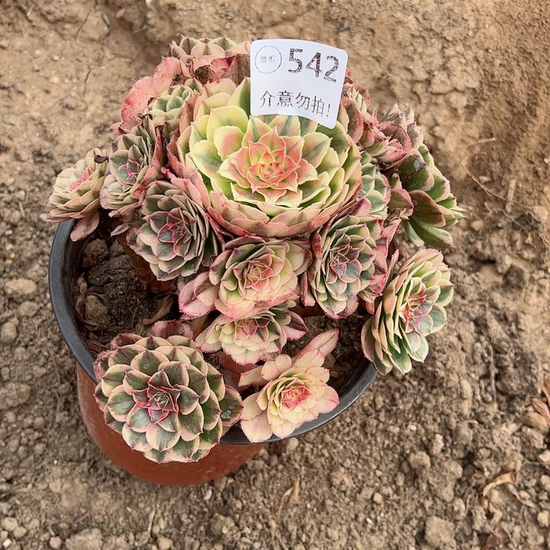 无花朵卓**余多肉植物542