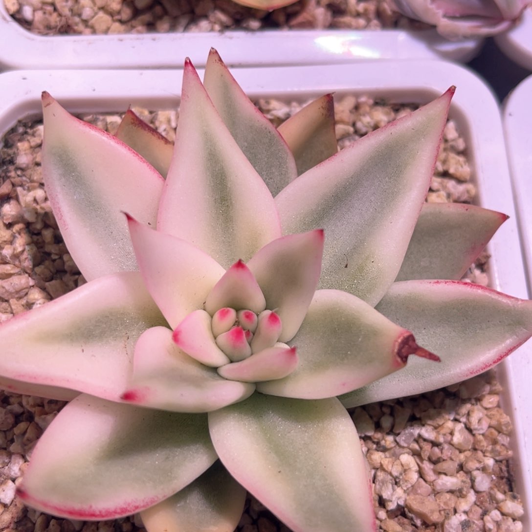 多肉特价高白瓷东云锦头盖