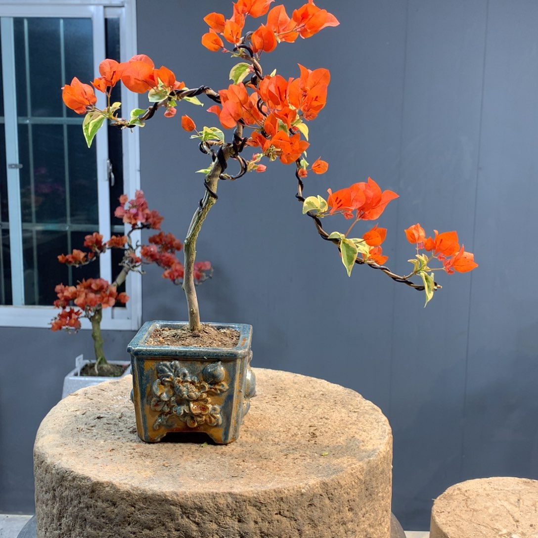 大量花朵（建议范围：8朵-15朵 或40%以上）