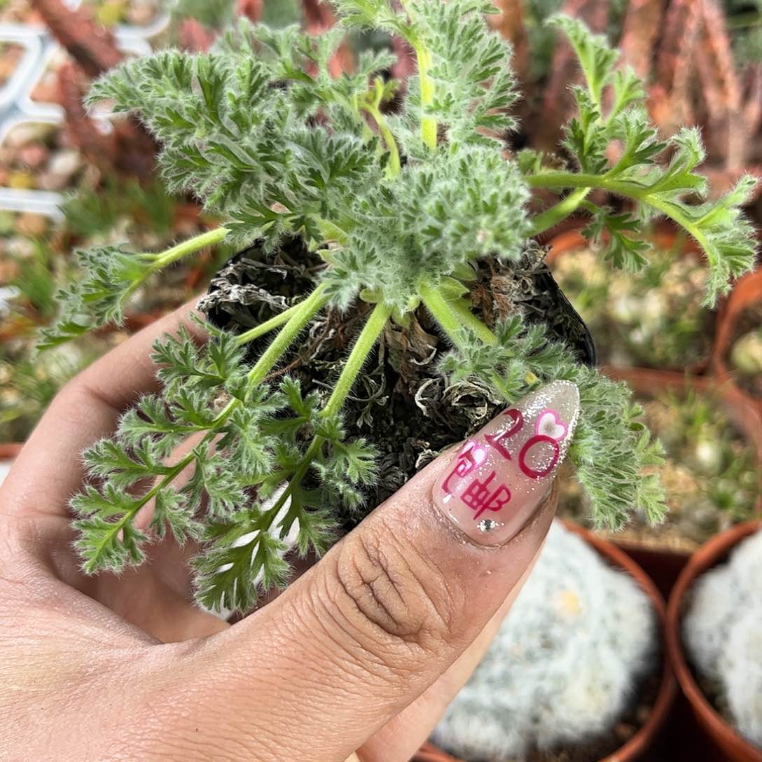 羽叶杨奎单头发货有根