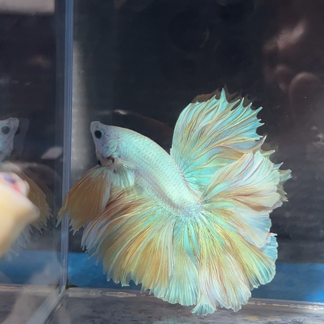 斗鱼45号黄绿渐变色大尾巴