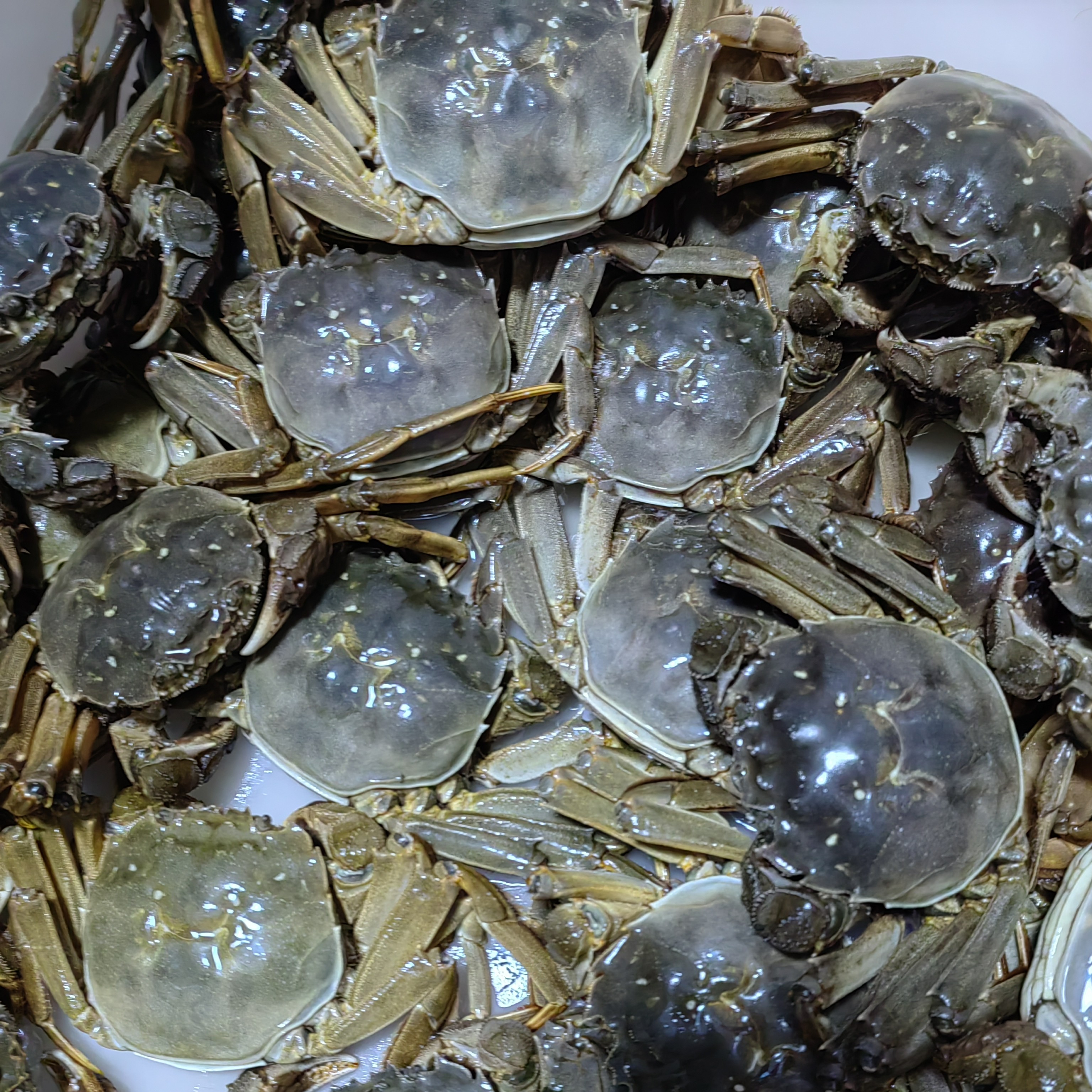 【活蟹】江苏精品大闸蟹 母3.3-3.6两 8只/10只 京东包邮 只只精挑！