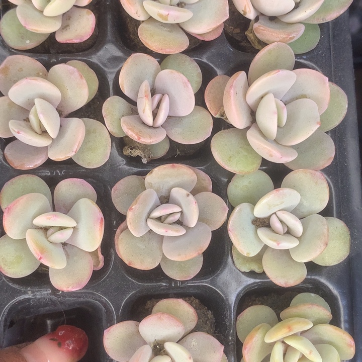 奶茶10颗。（满9.99包邮不满9.99发叶子）