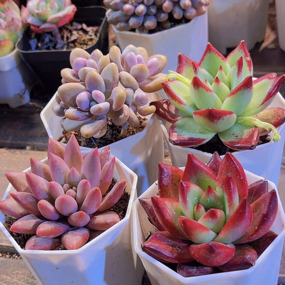 桃蛋。 乌木。罗卡。蜻蜓