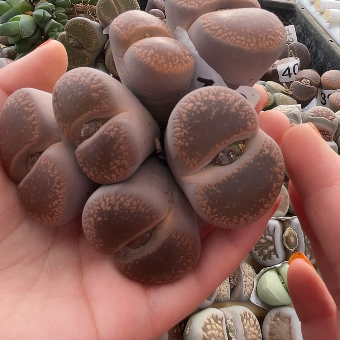 生石花一颗31200