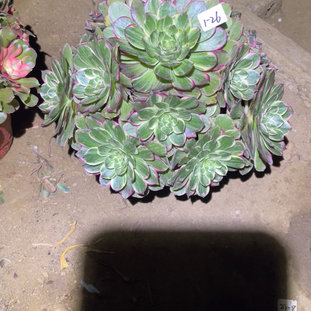 1-1-26莲花座法师锦