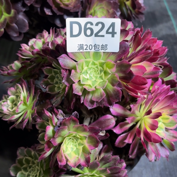 瑞妈一物一拍624