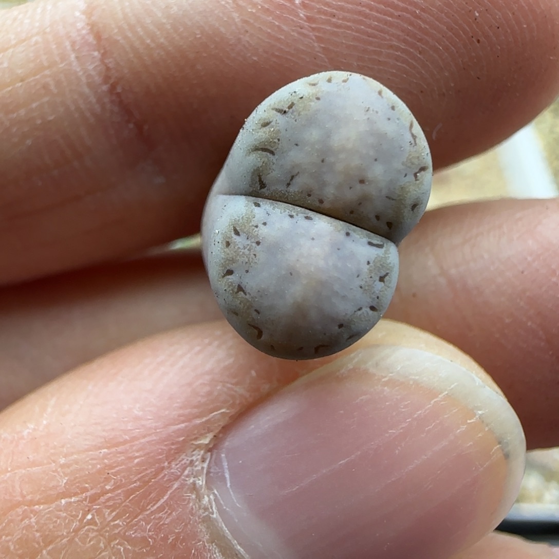 80饼干清框福利30包邮