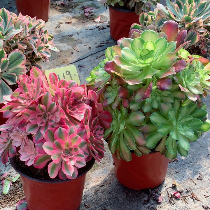 919两颗多肉111111