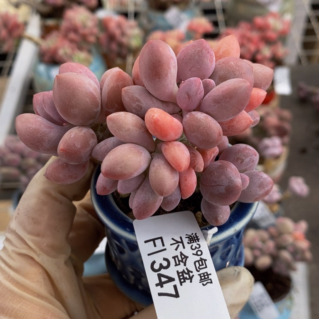 汤圆：347/7cm多肉