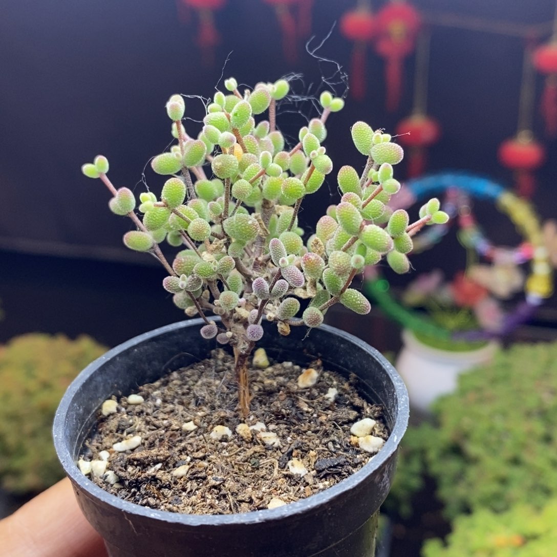 无花朵765号实生密叶糖球枝干