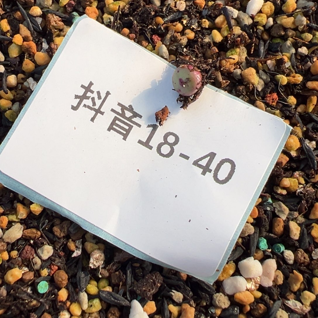 18-40量拍2736杂一颗