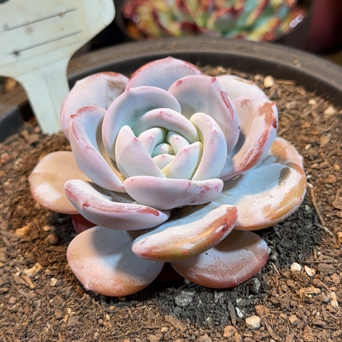 韩版奶茶一物一拍包装收缩花旱