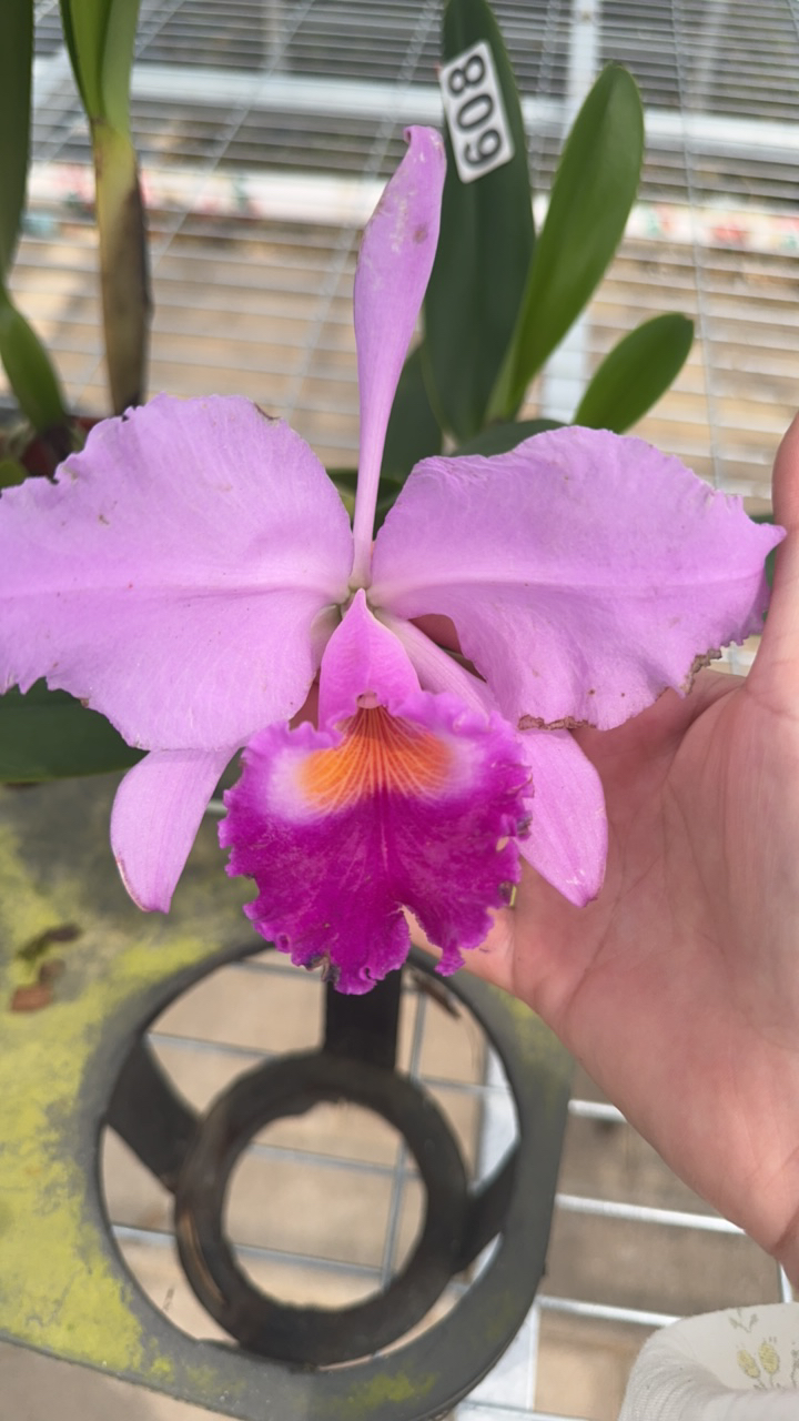 福香花业瓦涅里交特里F1