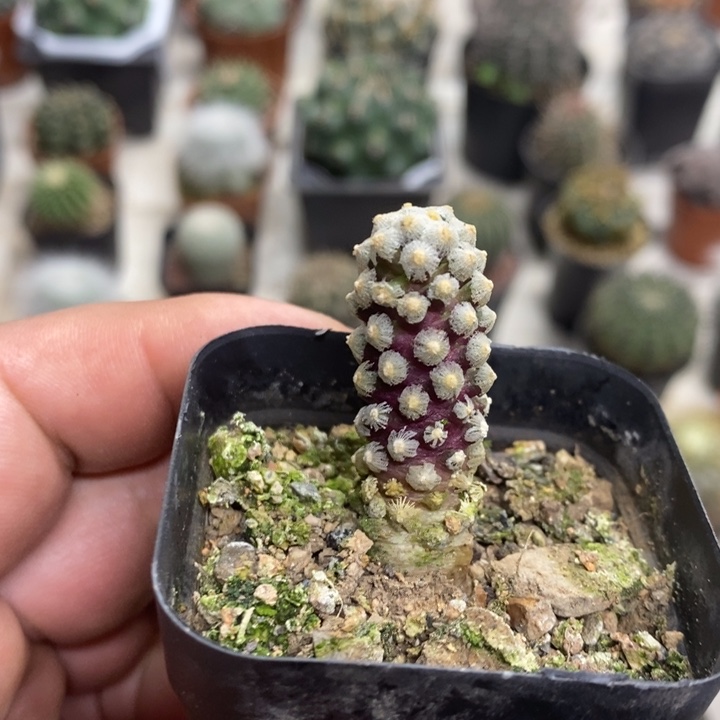 戴斯特价福利特价