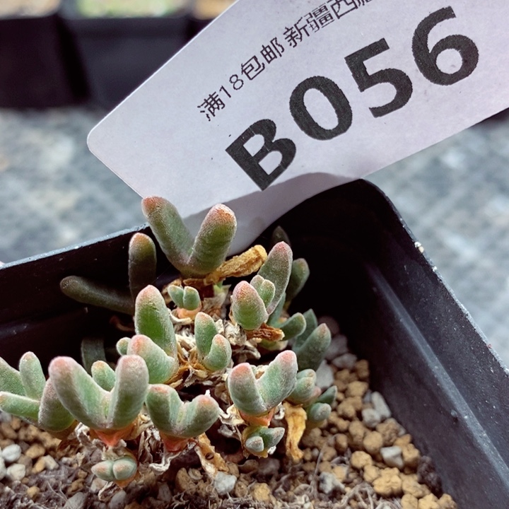 我的小姐姐们都是056