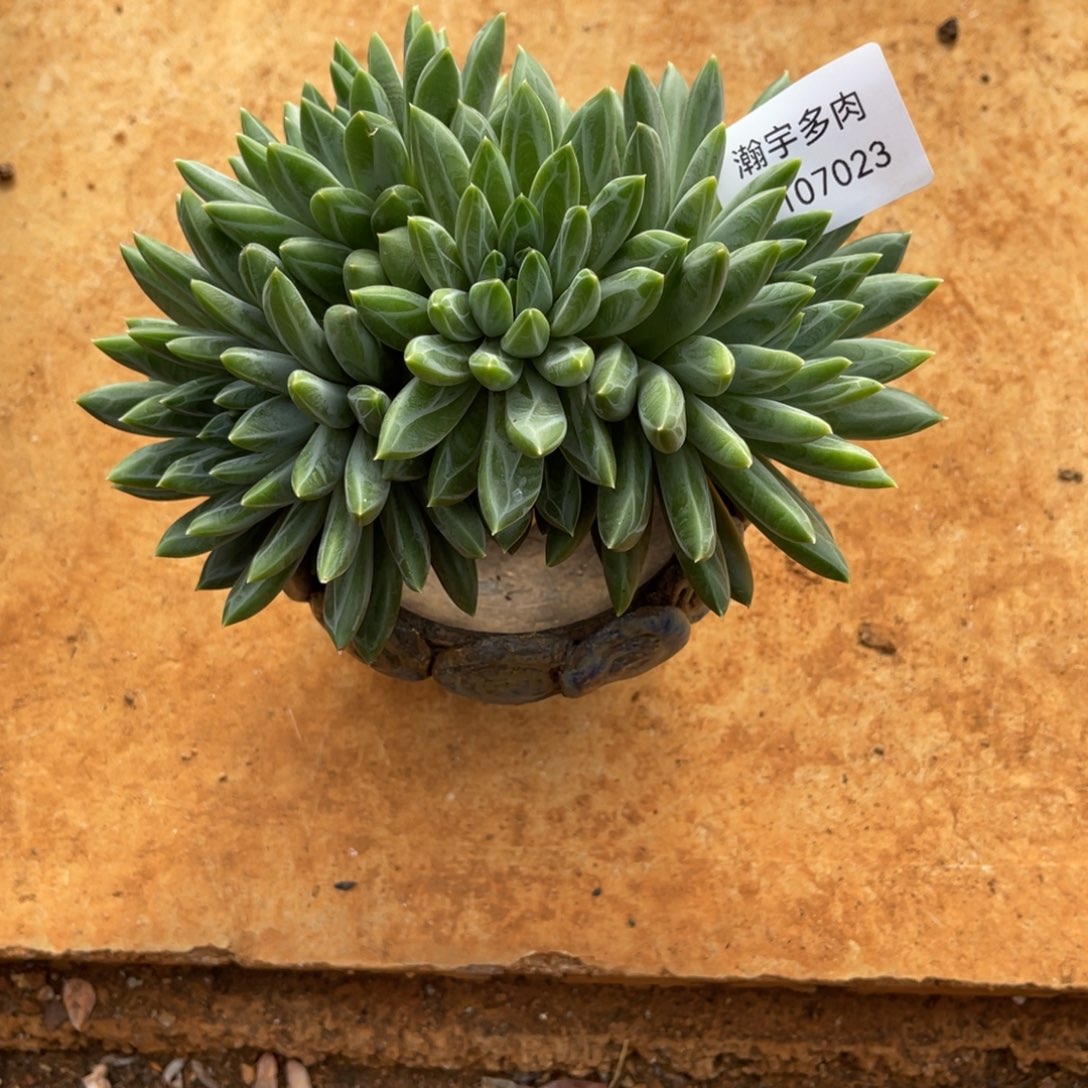 清和美人23号多肉植物