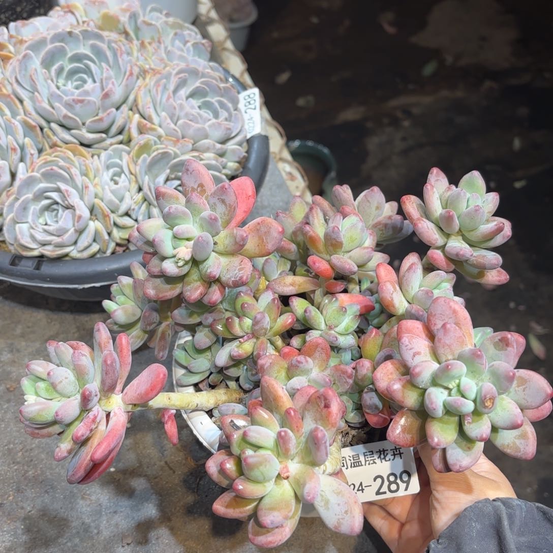 同温层多肉苹果奶289