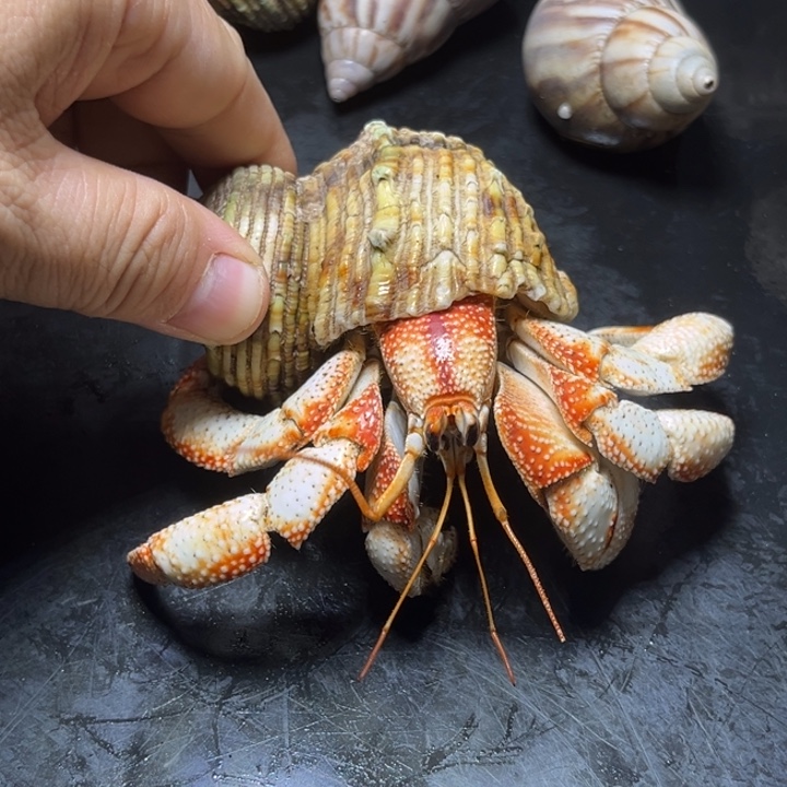 闪18绝品五花肉3.9口径