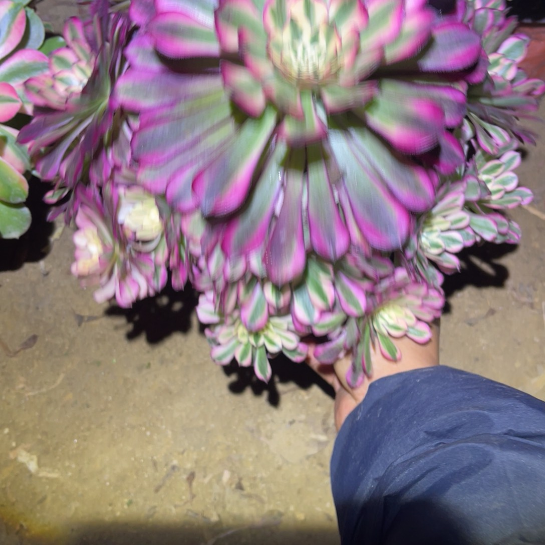 1-1-45红铜葫锦法师锦